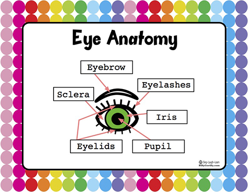 Basic Eye Anatomy Chart for Kids for the sense of sight